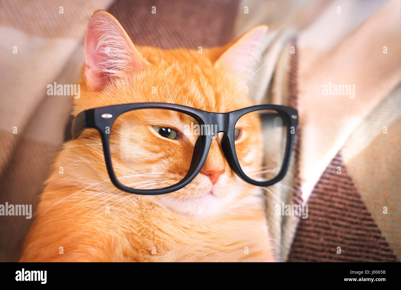 Simpatico gatto rosso con bicchieri di close-up indoor. Foto Stock