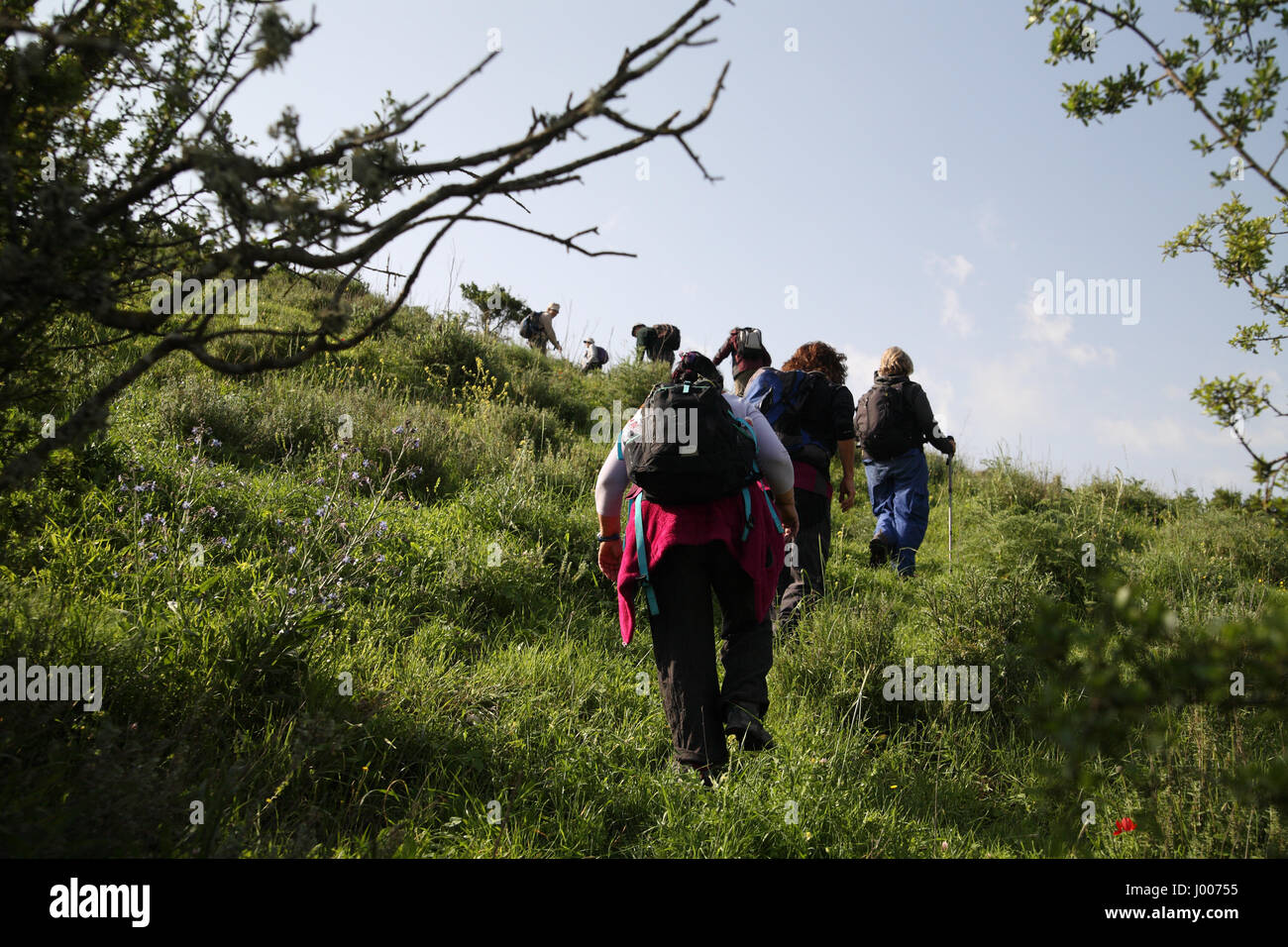 Senior Citizen escursione in arbusti e salire una ripida collina verde. Da Ein Hashofet, le altezze Menashe, all'estremità meridionale del Monte Carmelo, Israele. Foto Stock