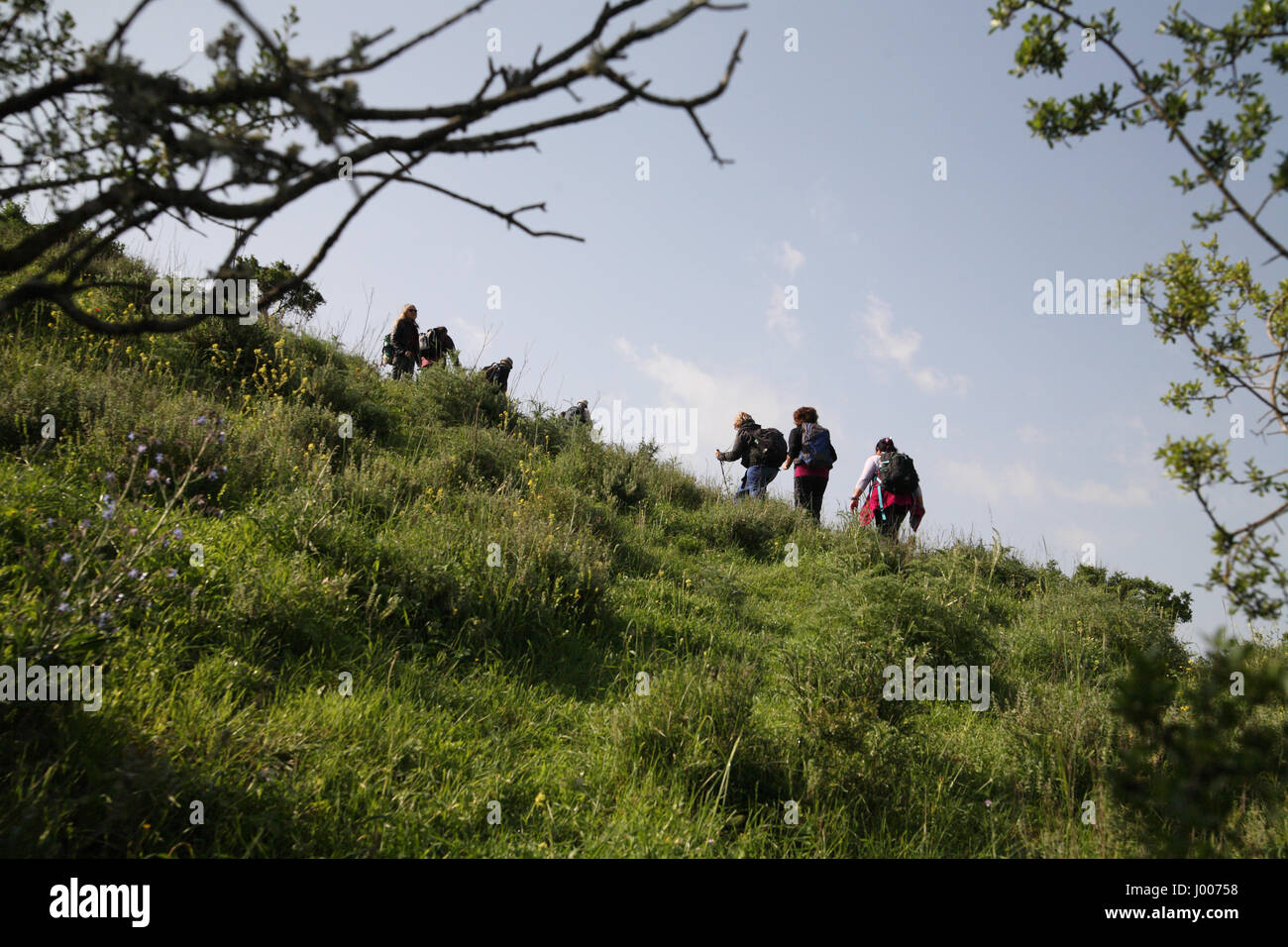 Senior Citizen escursionisti su un estenuante salita di una ripida collina durante le escursioni in arbusti. La altezze Menashe all'estremità meridionale del Monte Carmelo. Foto Stock