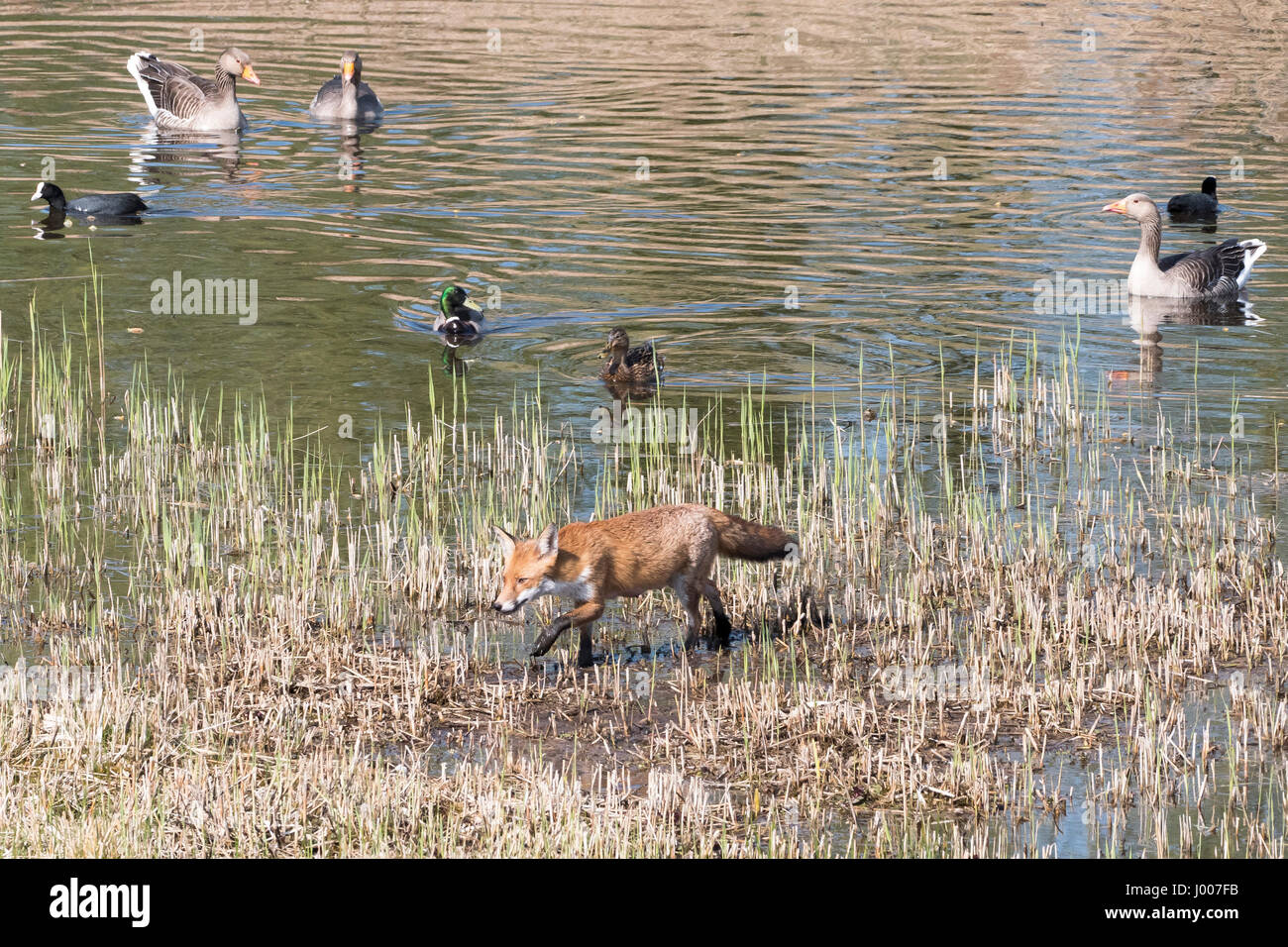 Fox e uccelli acquatici a RSPB Fowlmere nello Hertfordshire, Inghilterra Foto Stock