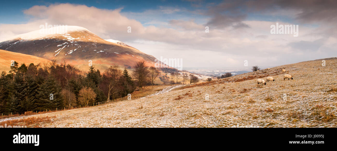 Pecore pascolano in un campo nevoso sul Latrigg nel Lake District inglese, con Blencathra (a doppio spiovente) montagna dietro. Foto Stock