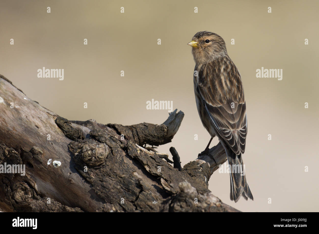 Twite appollaiato su un ramo Foto Stock