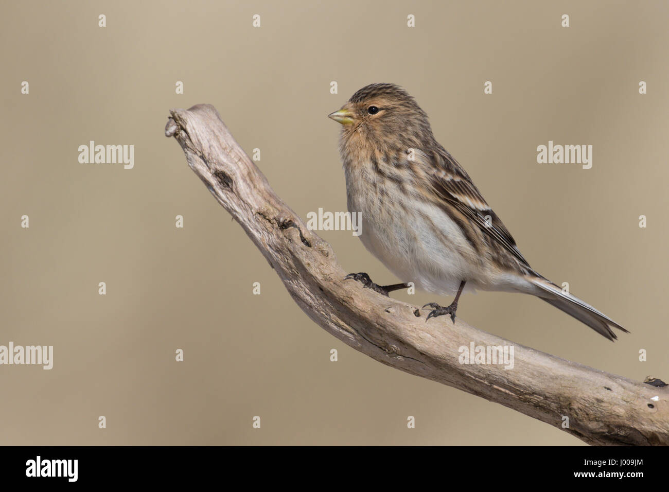 Twite appollaiato su un ramo Foto Stock