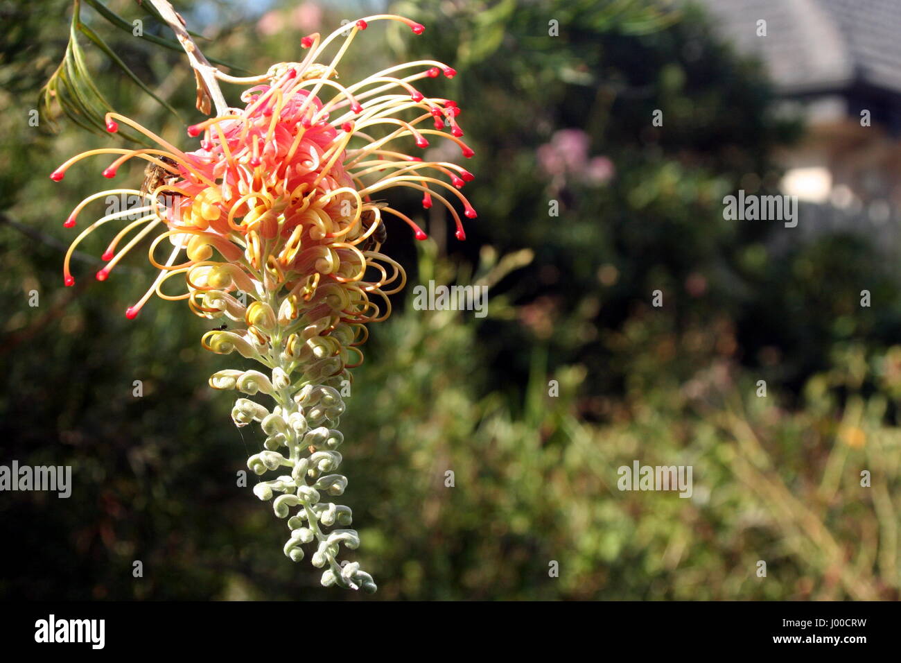 GREVILLEA MOLONGLO formando dei fiori Foto Stock