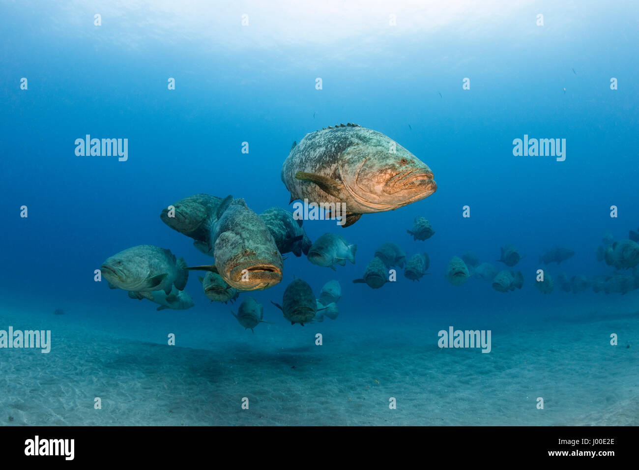 Atlantic golia cernia Epinephelus itajara Jewfish o aggregazione di deposizione delle uova Foto Stock