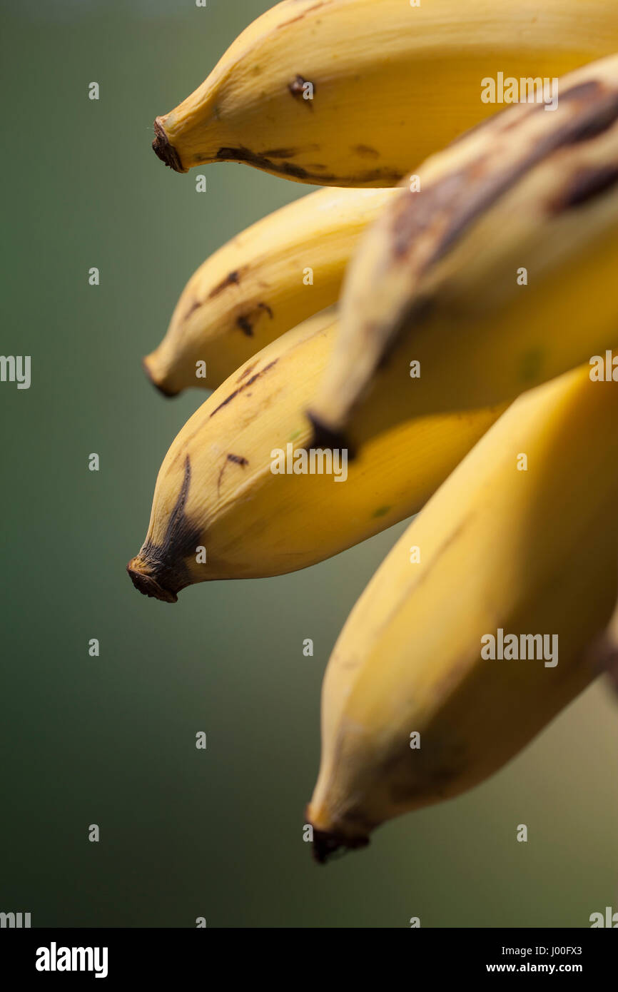 Primo piano dettaglio di un mazzetto di maturazione banane tailandese Foto Stock