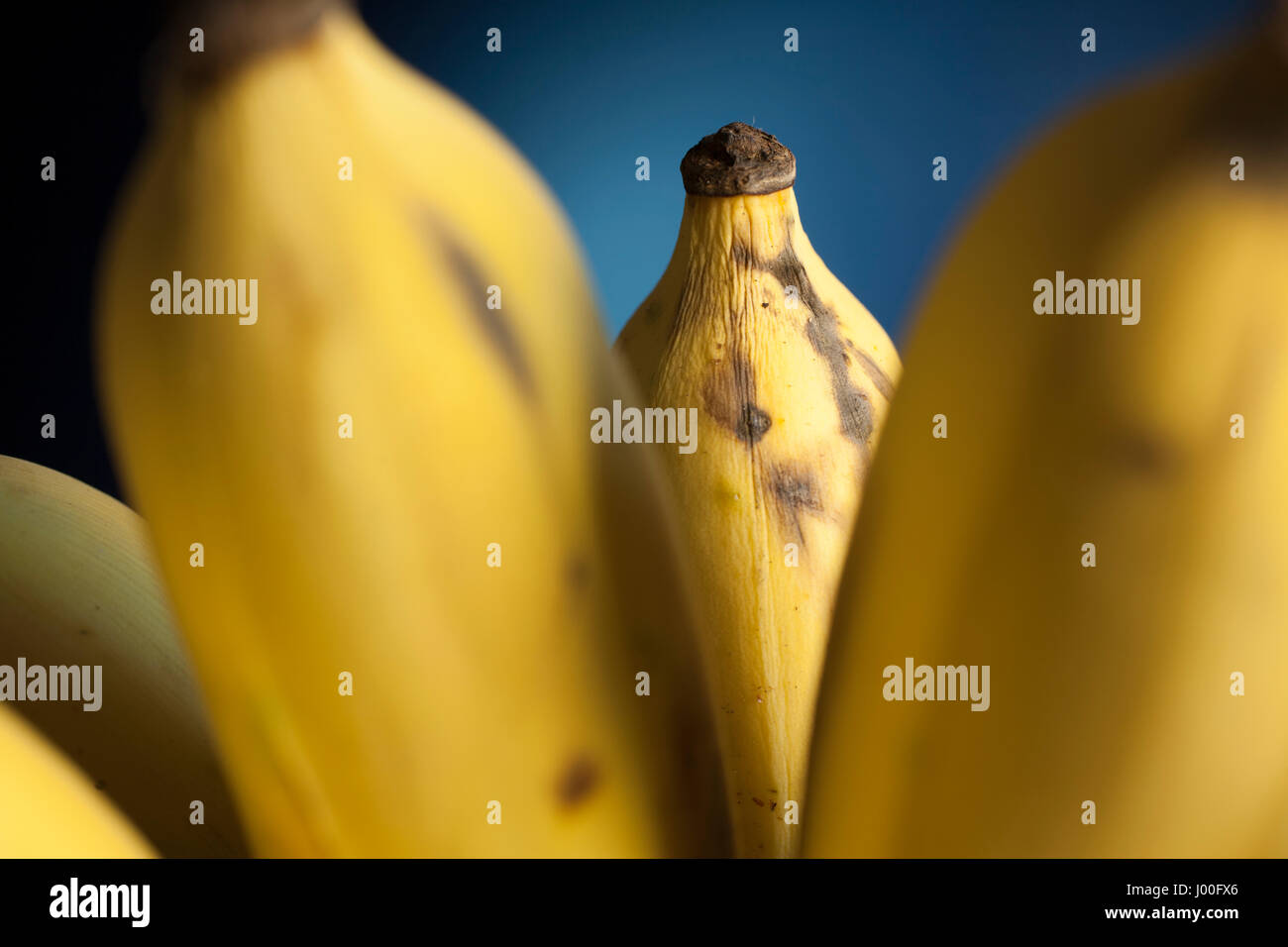 Primo piano dettaglio di un maturo banana tailandese in un mazzo con sfondo blu Foto Stock