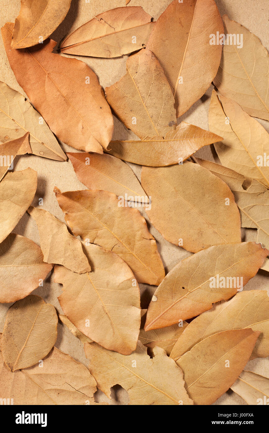 Essiccata foglie di alloro su un piano portapaziente marrone Foto Stock