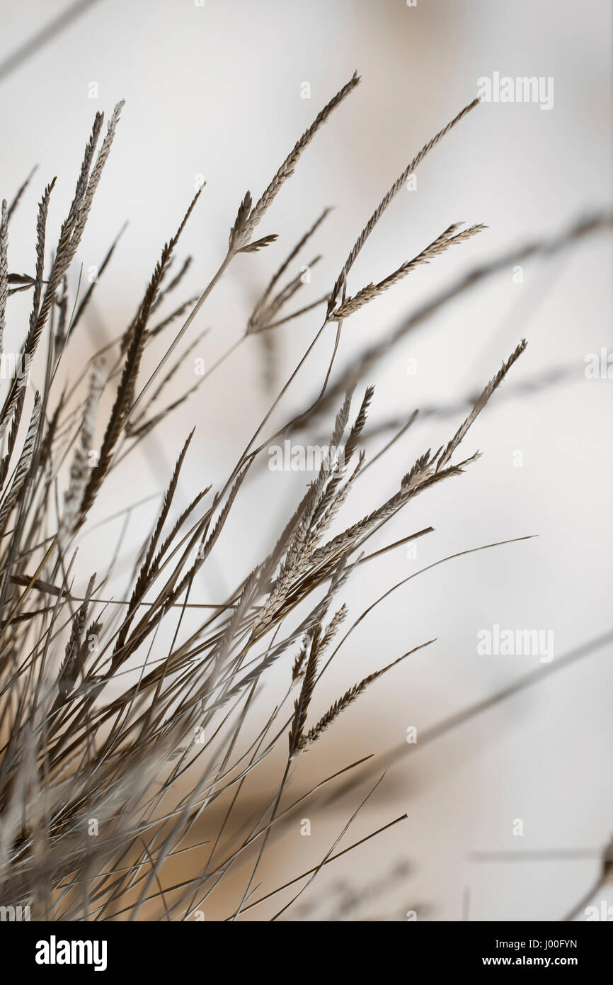 Composizione di macro di un ciuffo di erba secca Foto Stock