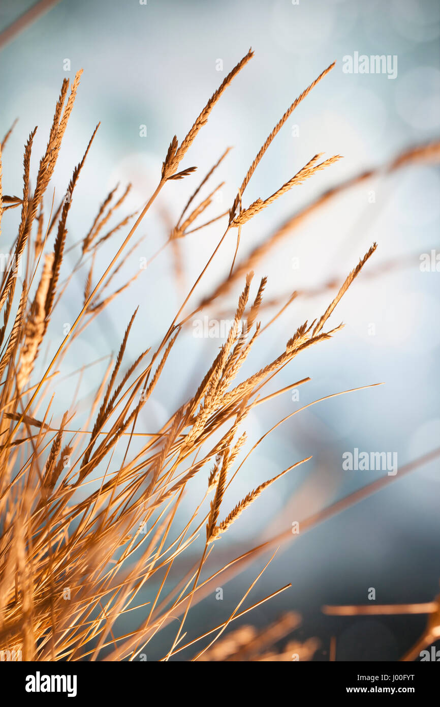 Primo piano di un ciuffo di erba secca nella luce del sole Foto Stock