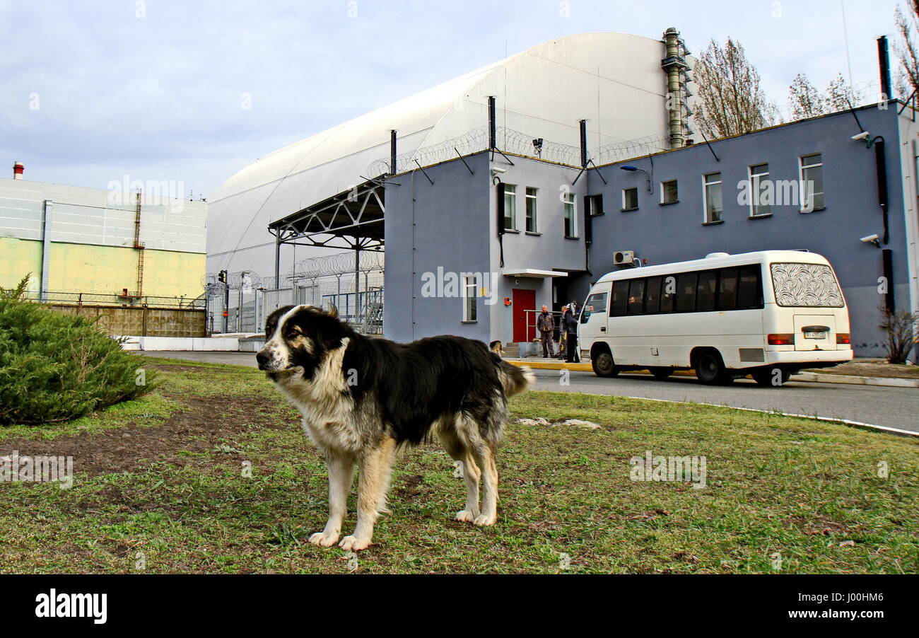 Chernobyl, in Ucraina. 5 apr, 2017. Un cane si aggira intorno il nuovo coperchio di protezione sul distrutto reattore nucleare di Chernobyl No.4 di Chernobyl in Ucraina, il 5 aprile 2017. Il governo ucraino ha recentemente dichiarato il territorio intorno a centrale nucleare di Cernobyl come una riserva della biosfera perché la fauna selvatica in area abbandonata, è fiorente senza la presenza umana. Credito: Chen Junfeng/Xinhua/Alamy Live News Foto Stock