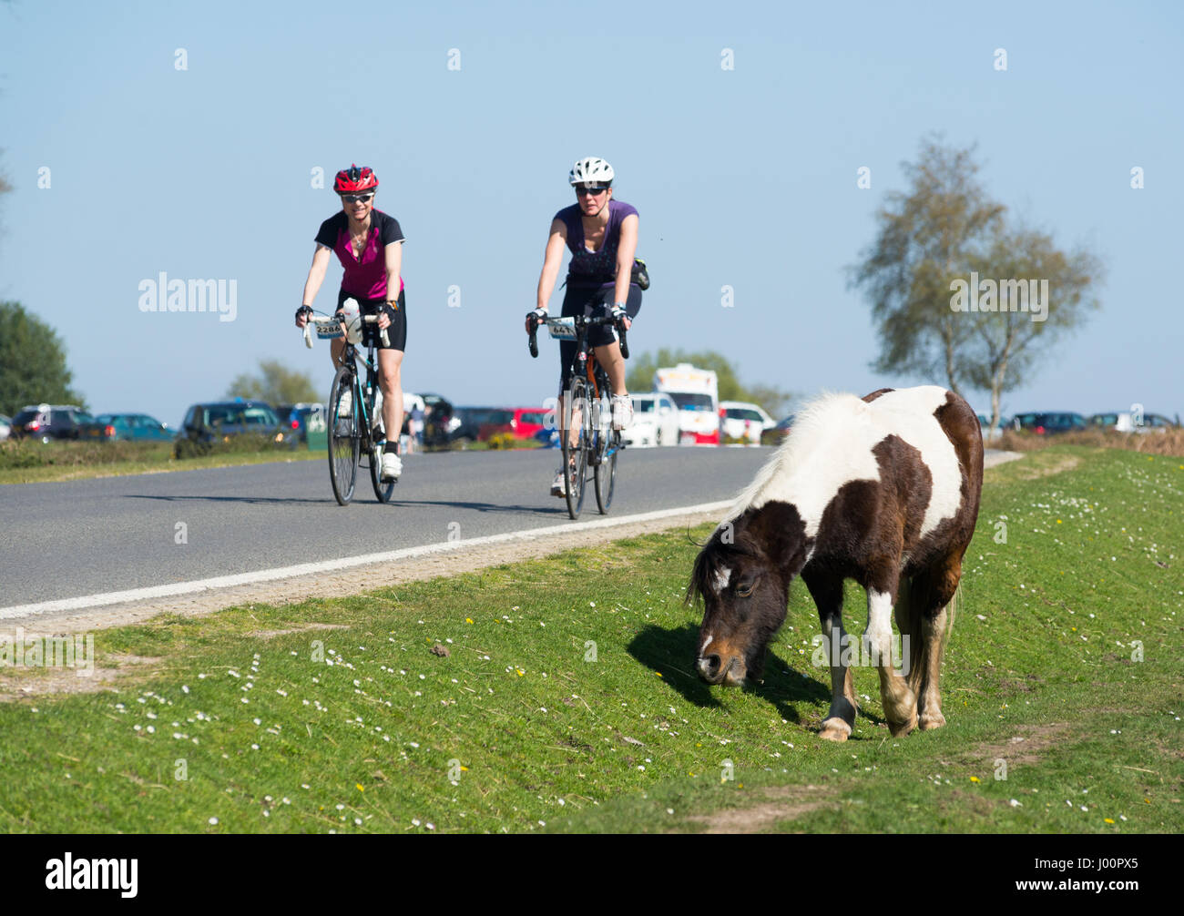 Hampshire, Regno Unito, 8th aprile 2017. I ciclisti del Wiggle New Forest Spring Sportive event pedalano accanto al pony con il tempo caldo. Foto Stock