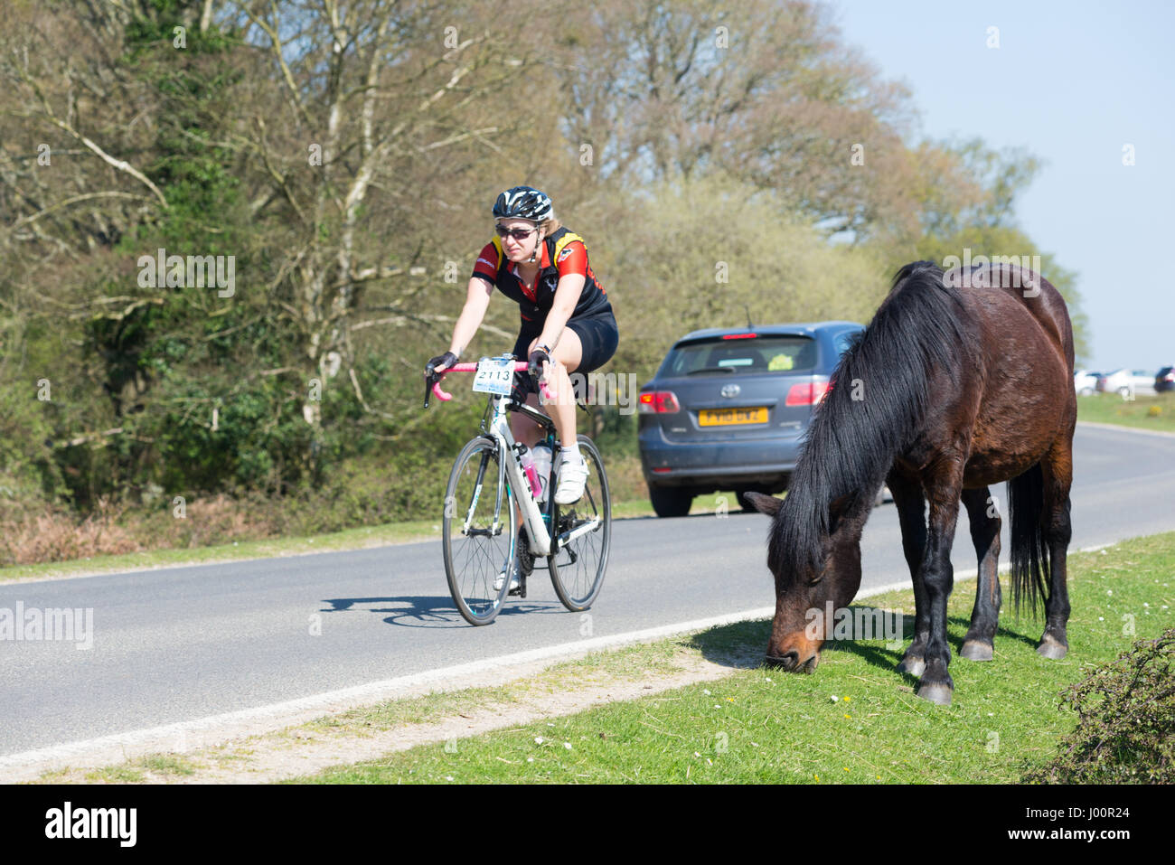 Hampshire, Regno Unito, 8th aprile 2017. Ciclista nel Wiggle New Forest Spring Sportive evento in bicicletta accanto al pony con il tempo caldo. Foto Stock