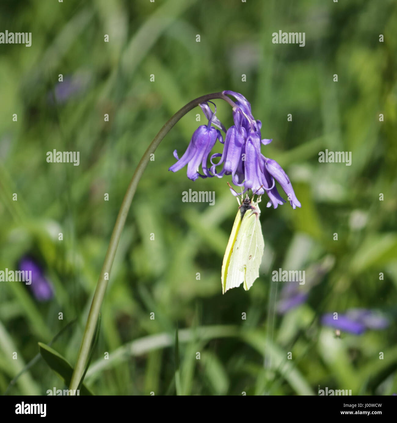 Winkworth Arboretum, Godalming, Surrey. Dal 8 aprile 2017. Un giallo farfalla su un fiore bluebell a Winkworth Arboretum in Surrey. Il calore e la luce del sole ha incoraggiato i primi fiori dell'anno per aprire, con molti più pronto a fiorire nel corso della prossima settimana. Credito: Julia Gavin UK/Alamy Live News Foto Stock