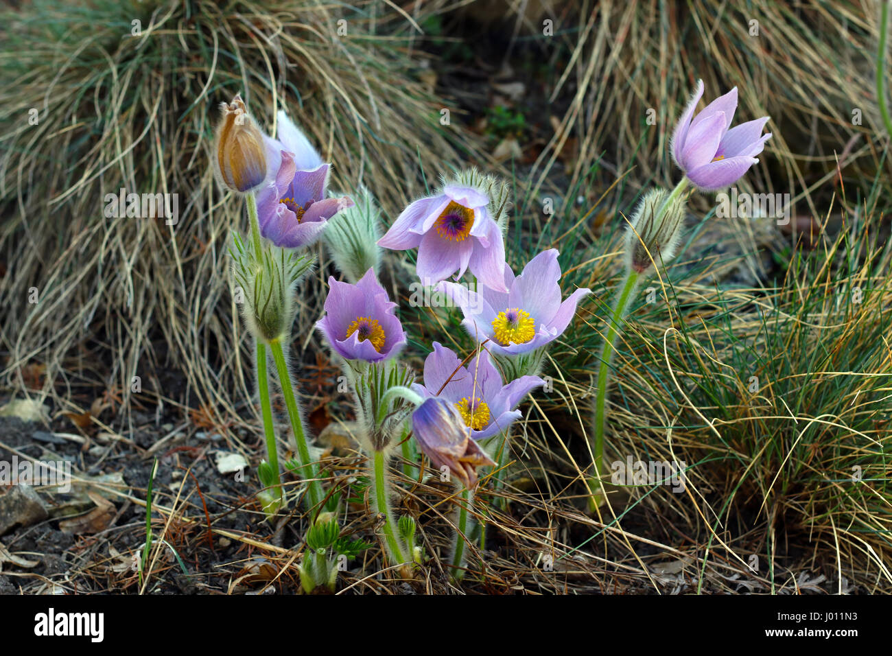 Pasqueflower - "pasque anemone Foto Stock