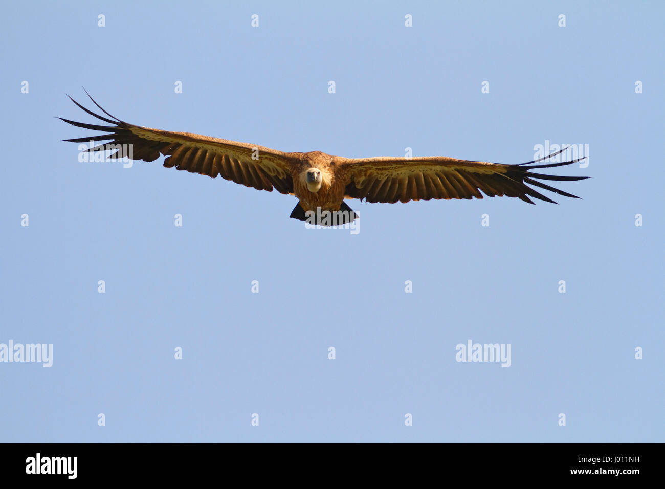 Il griffon avvoltoio in volo contro il cielo blu sull'isola di Cres Foto Stock