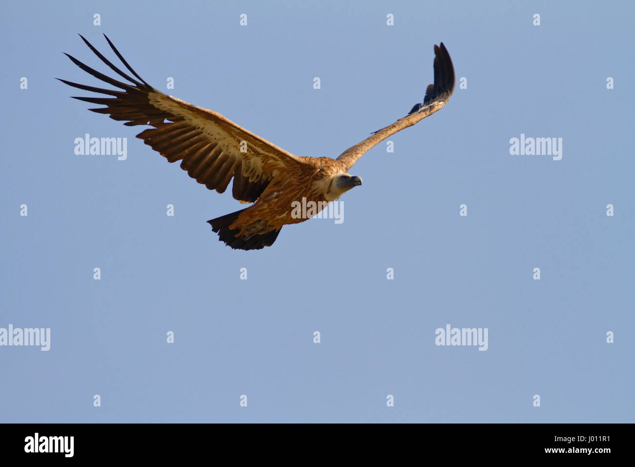 Il griffon avvoltoio in volo contro il cielo blu sull'isola di Cres Foto Stock