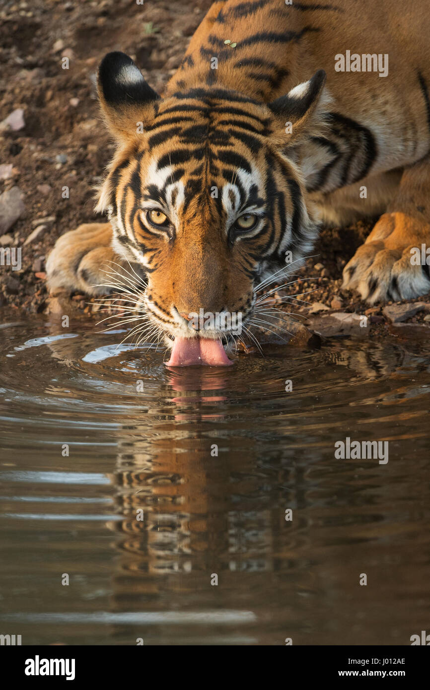 Wild tiger acqua potabile da un piccolo stagno in Ranthambhore parco nazionale dell'India Foto Stock