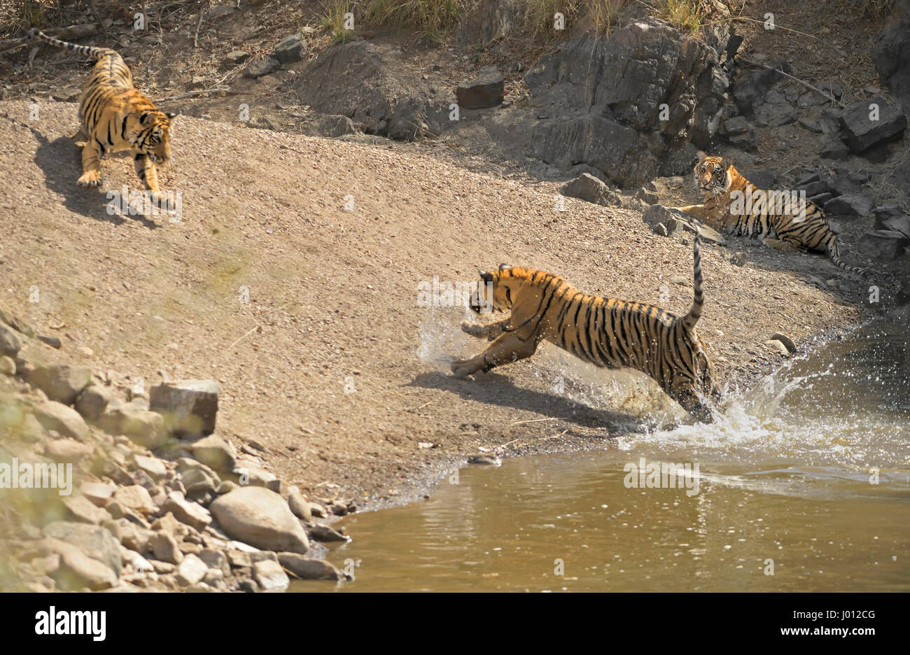 Una famiglia di tigri, madre con i suoi due sub-adulto cubs giocare combattendo in un foro di acqua durante le estati calde e secche in Ranthambhore riserva della tigre di IO Foto Stock