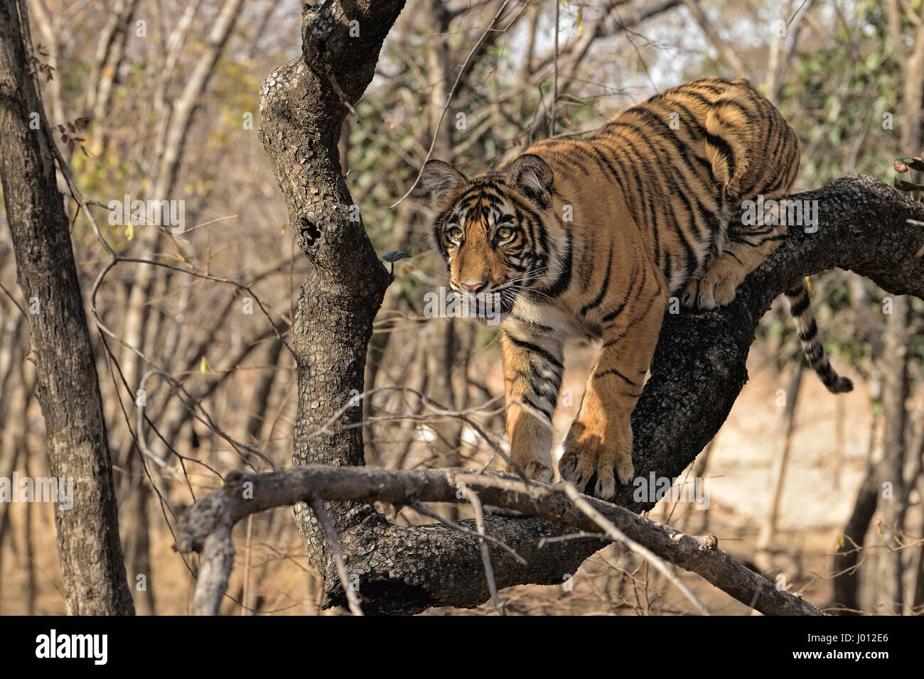 Un selvaggio tigrotto seduto sul tronco di un albero in Ranthambhore riserva della tigre di India Foto Stock