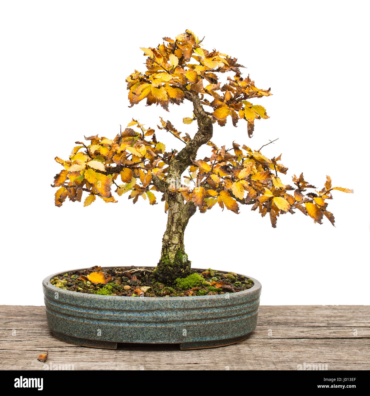 Isolato bianco olmo (Ulmus) come albero di bonsai in Giallo autunno la  colorazione Foto stock - Alamy