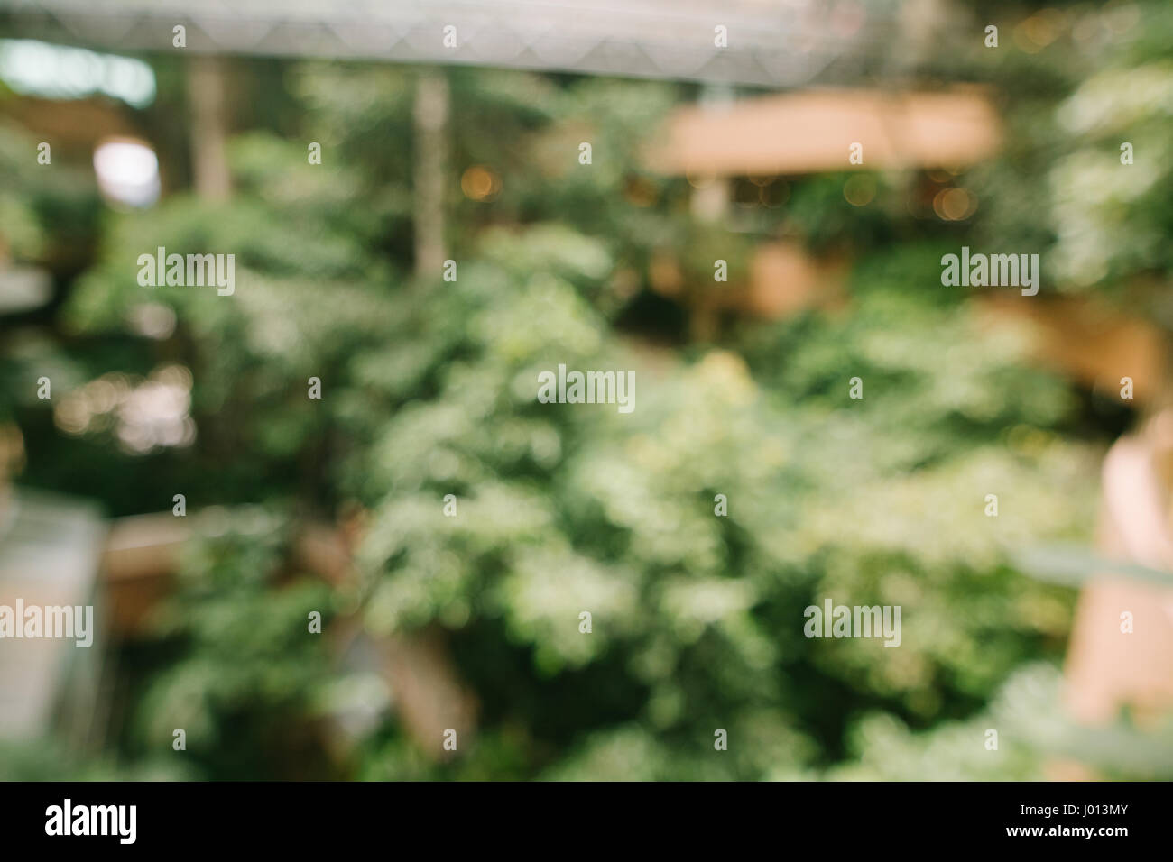 Defocalizzata natura astratta del giardino con sfondo bokeh luci. Sfocata parco giardino sfondo. Foto Stock