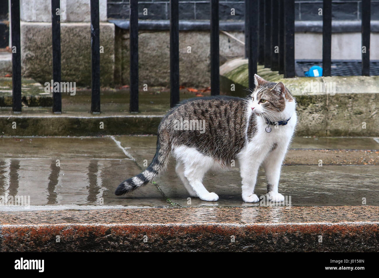 Larry, Chief Mouser a Downing Street di pattuglia sulla giornata di bilancio dotate di: Larry il gatto dove: Londra, Regno Unito quando: 08 Mar 2017 Foto Stock