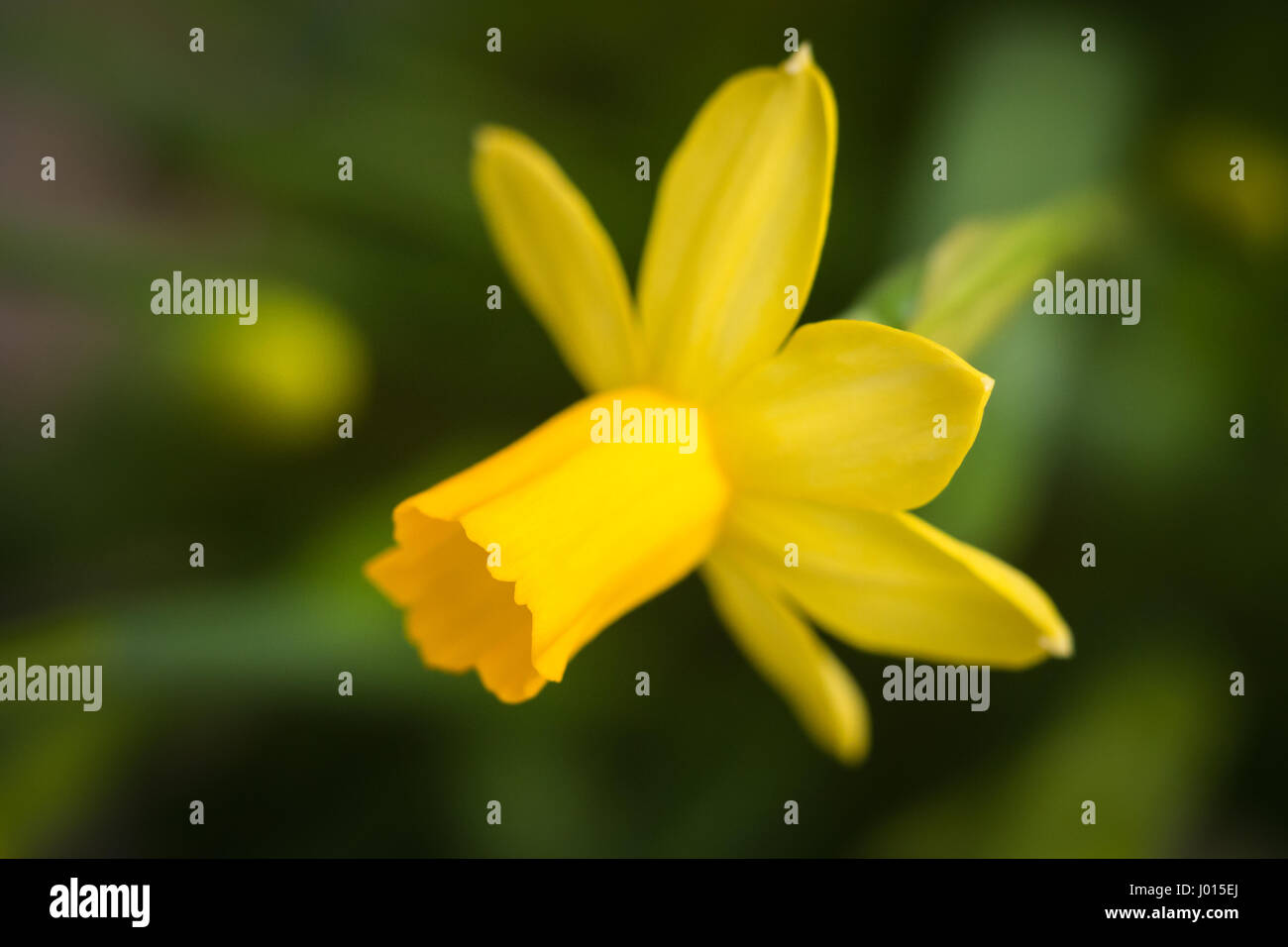 Fiore di narciso Foto Stock