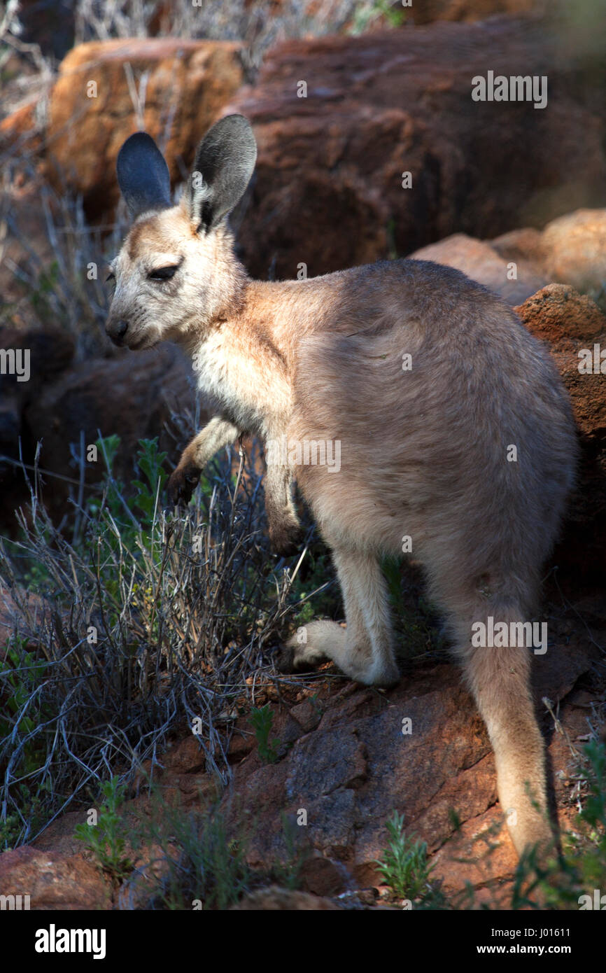 Un giovane canguro rosso (Macropus rufus), nel Territorio del Nord, l'Australia Foto Stock