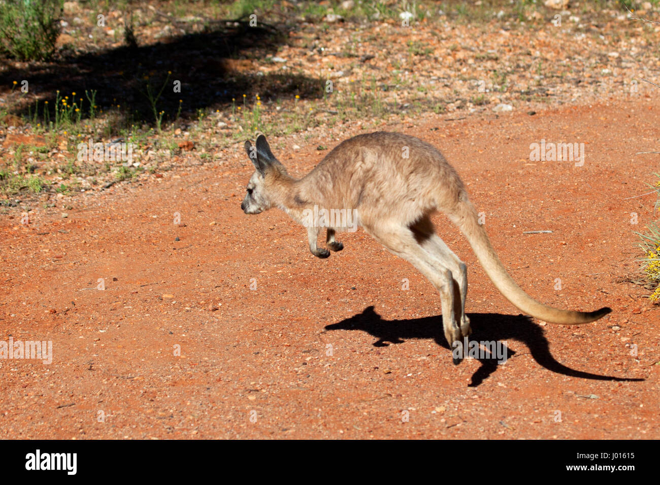 Un giovane canguro rosso (Macropus rufus), nel Territorio del Nord, l'Australia Foto Stock