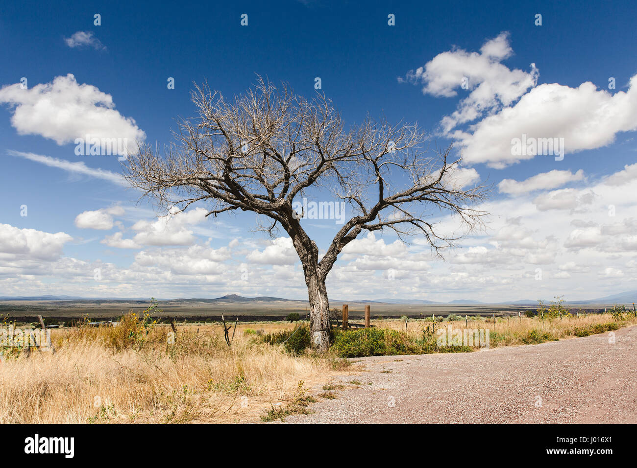 Un Lone Tree scandisce il paesaggio sulla strada per Taos, Nuovo Messico. Foto Stock