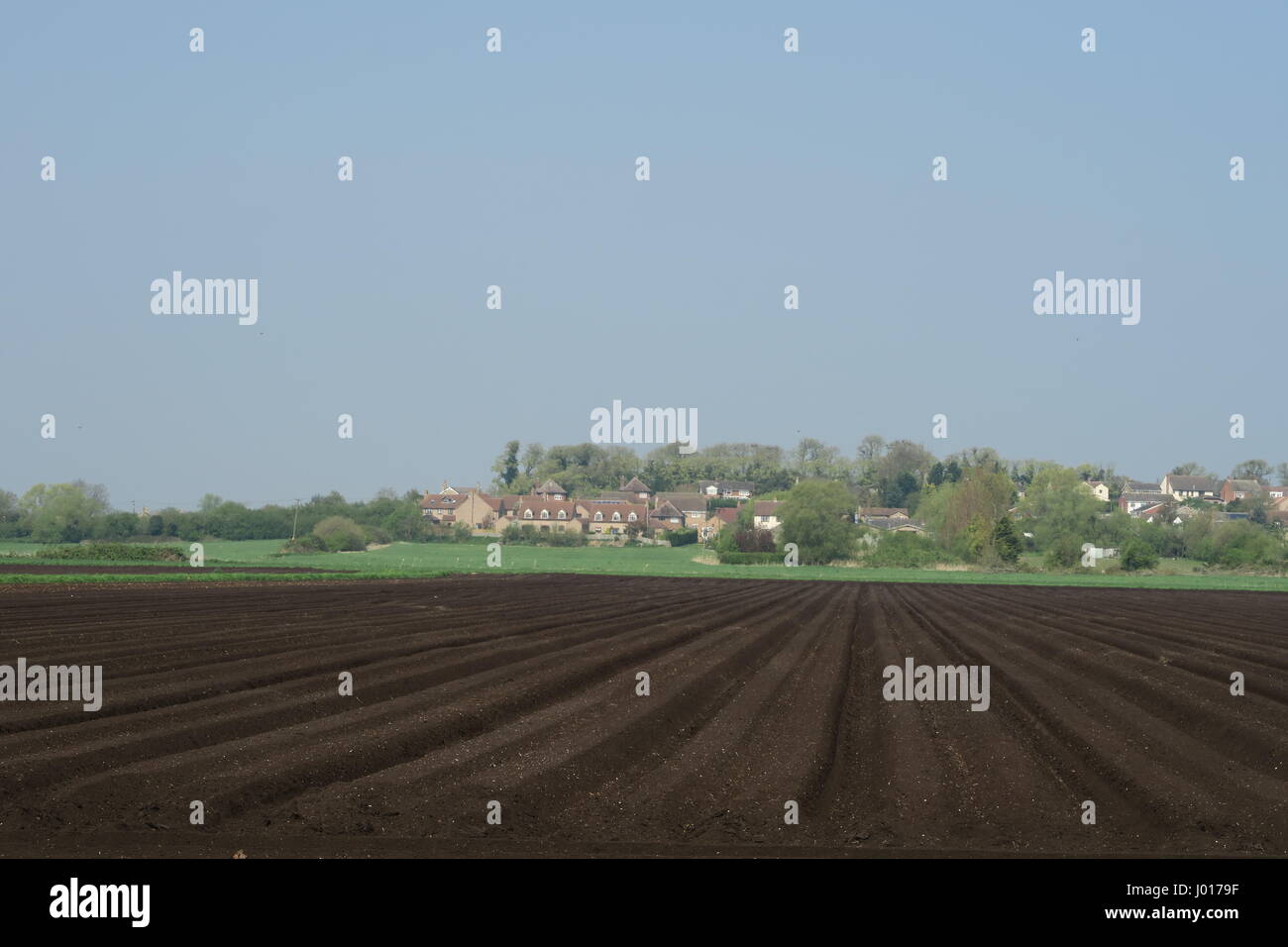 Nuovi campi arati sul Sud Fen con il villaggio di Sutton-in-the-isola in background Foto Stock