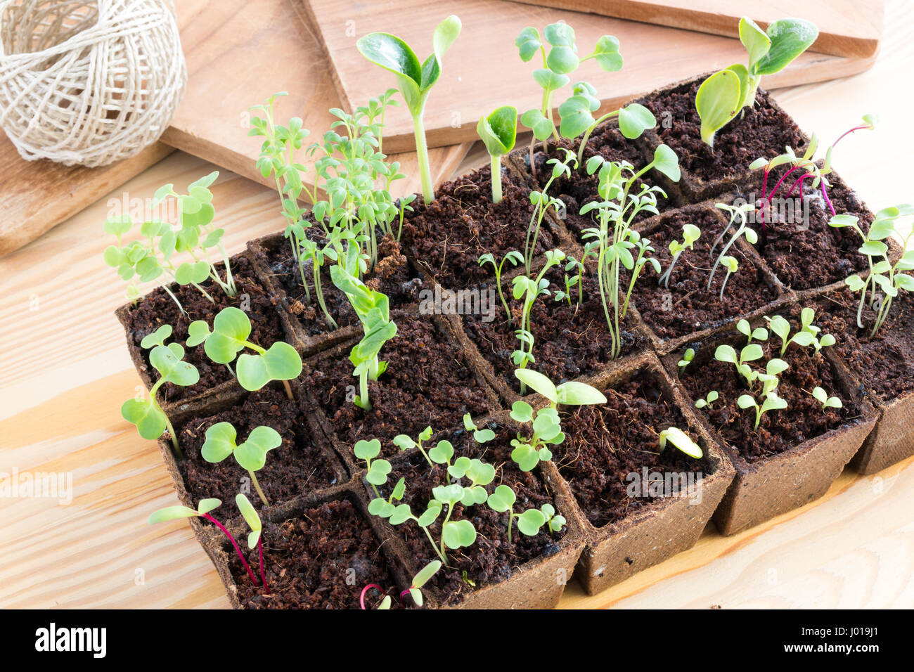 Righe di giovani piantine fresche di varie erbe e verdure in vasi di torba Foto Stock