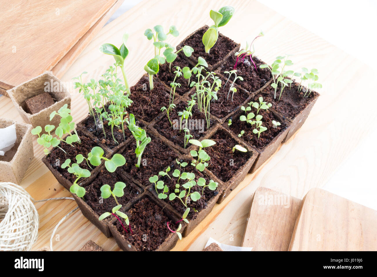 Righe di giovani piantine fresche di varie erbe e verdure in vasi di torba Foto Stock