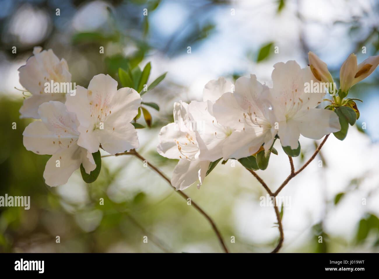 Bella bianca fioritura azalee ai primi di aprile durante il Festival di Azalea in onore Heights Park in Muskogee, Oklahoma, Stati Uniti d'America. Foto Stock