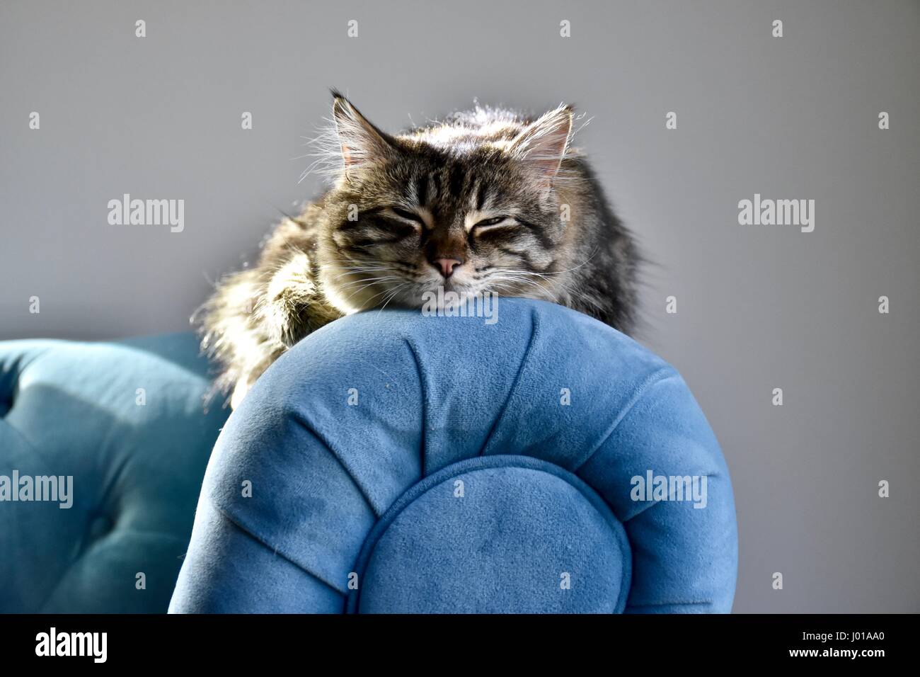 Cat (felis catus) dormire sul bracciolo del divano Foto Stock