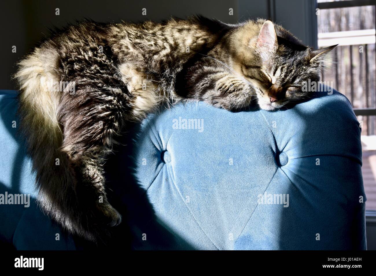 Cat (felis catus) dormire sul bracciolo del divano Foto Stock