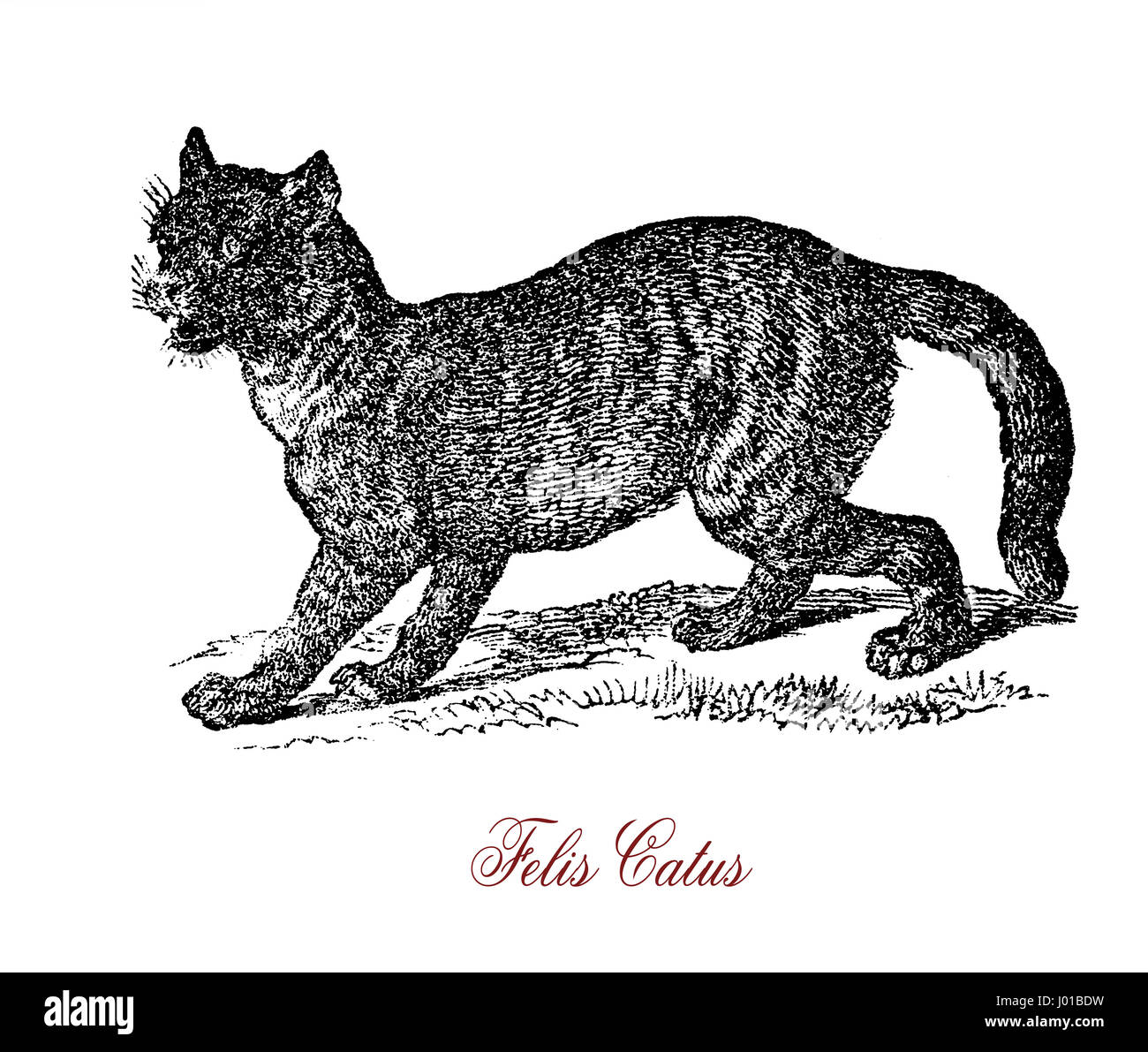 Il gatto selvatico (Felis silvestris) è un piccolo gatto nativa per la maggior parte dell'Africa, Europa e Sud-ovest e in Asia centrale. Incroci di wildcat e il gatto domestico (Felis silvestris catus) possono verificarsi mettendo così in pericolo la conservazione della specie. Foto Stock