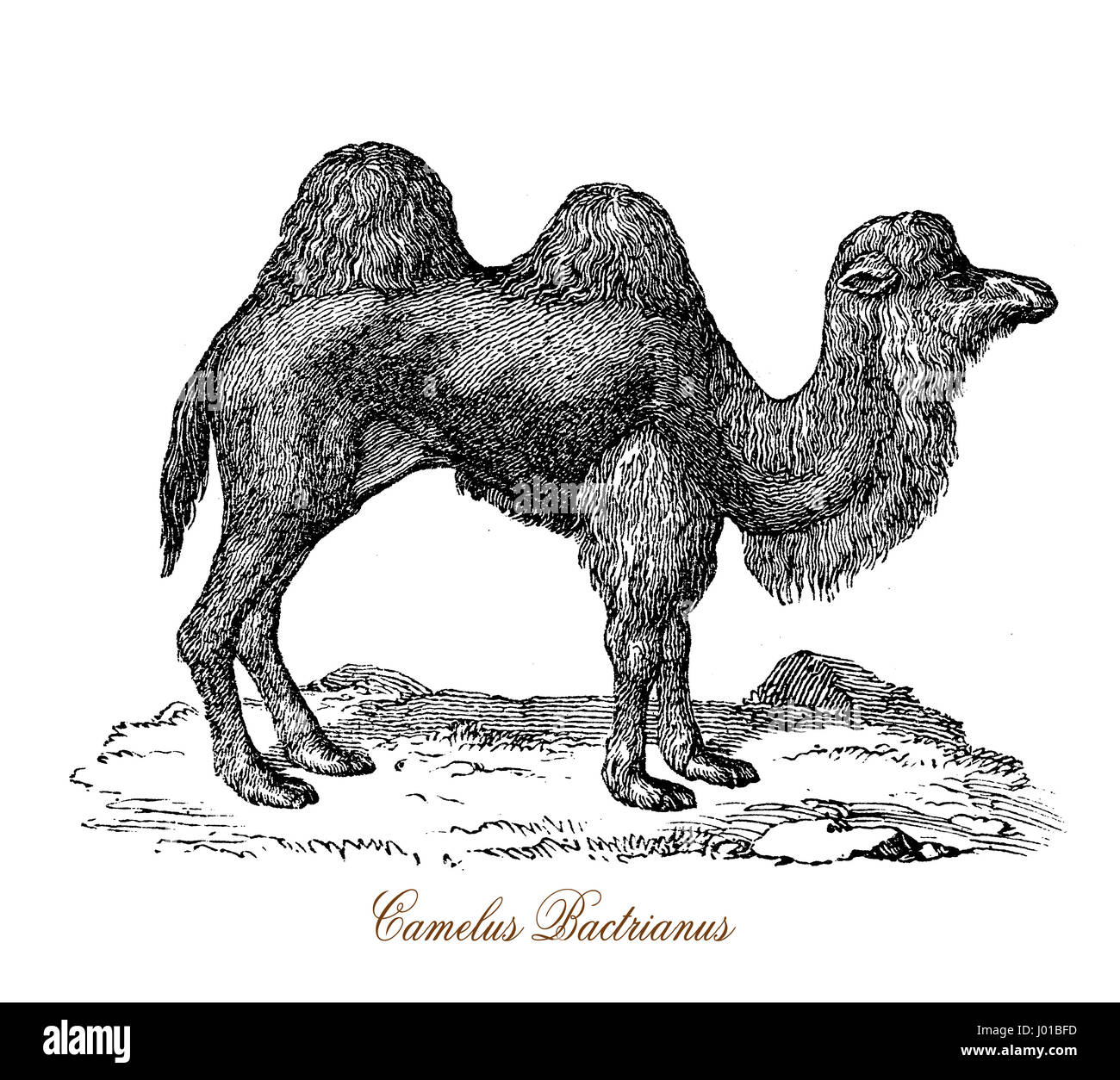 Il cammello Bactrian (Camelus bactrianus) è un grande anche-toed ungulato nativa per le steppe dell'Asia centrale. Il cammello Bactrian presenta due gobbe sul suo dorso, in contrasto con il singolo-humped Cammello Dromedario. Foto Stock