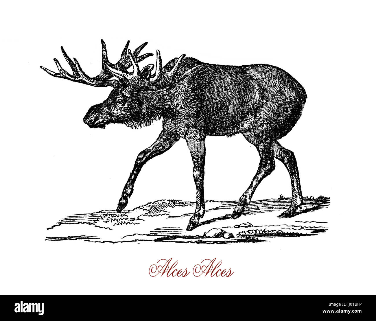 L'alce (Nord America) o elk (Eurasia), Alces alces, è la più grande specie nella famiglia cervi. Alci che si distinguono per il largo e piatto corna dei maschi. Foto Stock