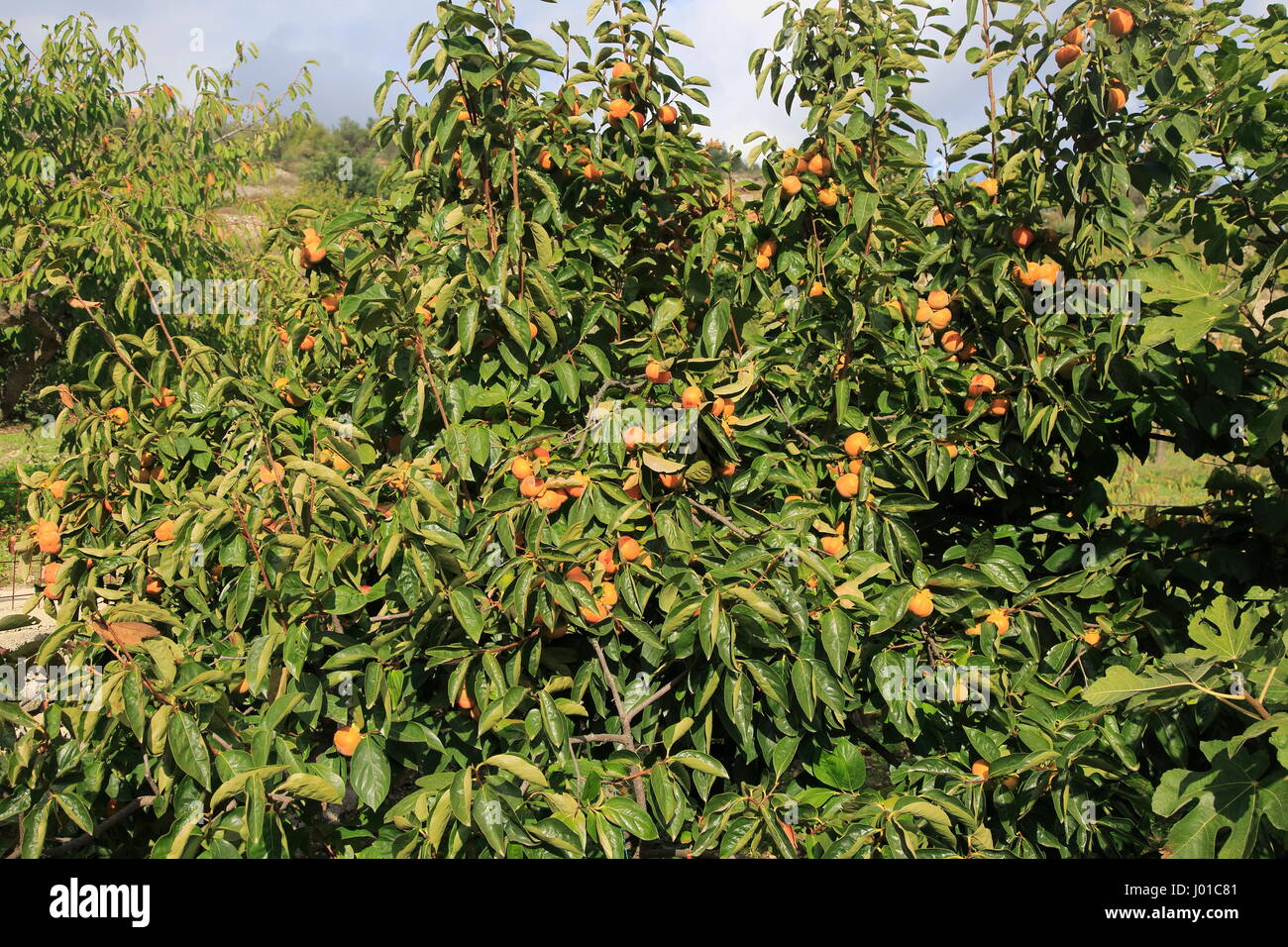 Persimmon, Diospyros kaki o Sharon frutta crescendo su albero, Marina Alta, provincia di Alicante, Spagna Foto Stock
