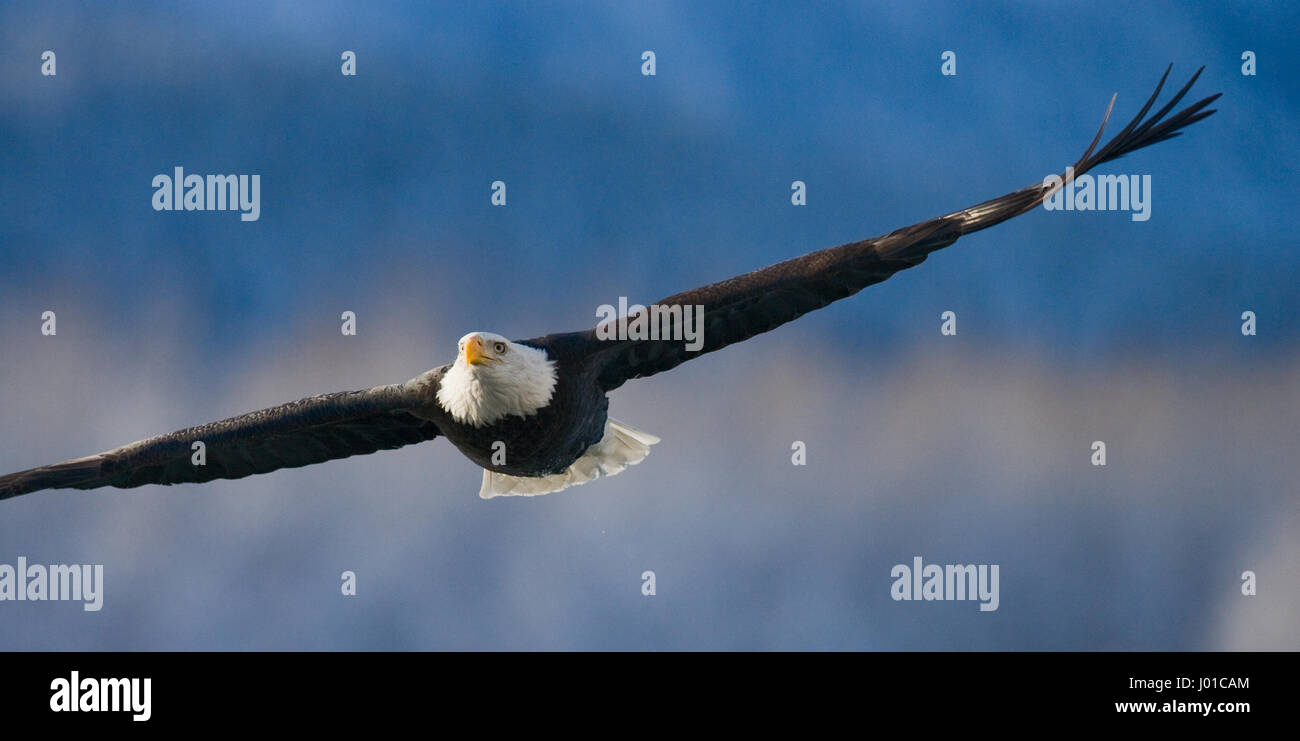 Aquila calva in volo. USA. Alaska. Chilkat River. Foto Stock