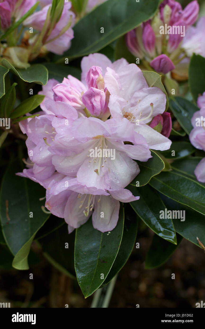 Rhododendron " Lavanda Girl' Foto Stock