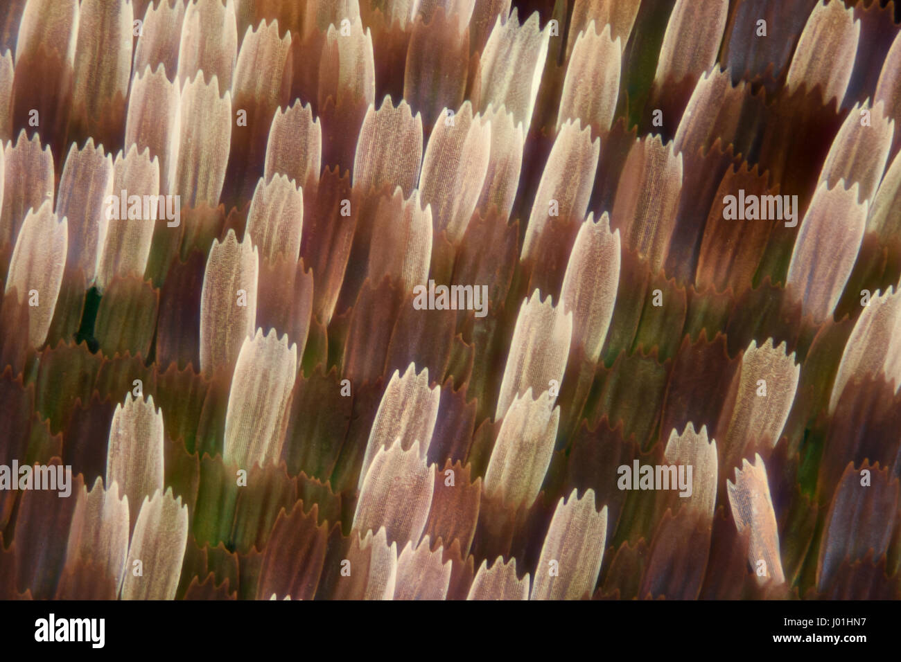 Ingrandimento estremo - Ala di farfalla scale, Vanessa Atalanta, 10x Foto Stock Ingrandimento estremo - Ala di farfalla scale, Vanessa Atalanta, 10x Foto Stock