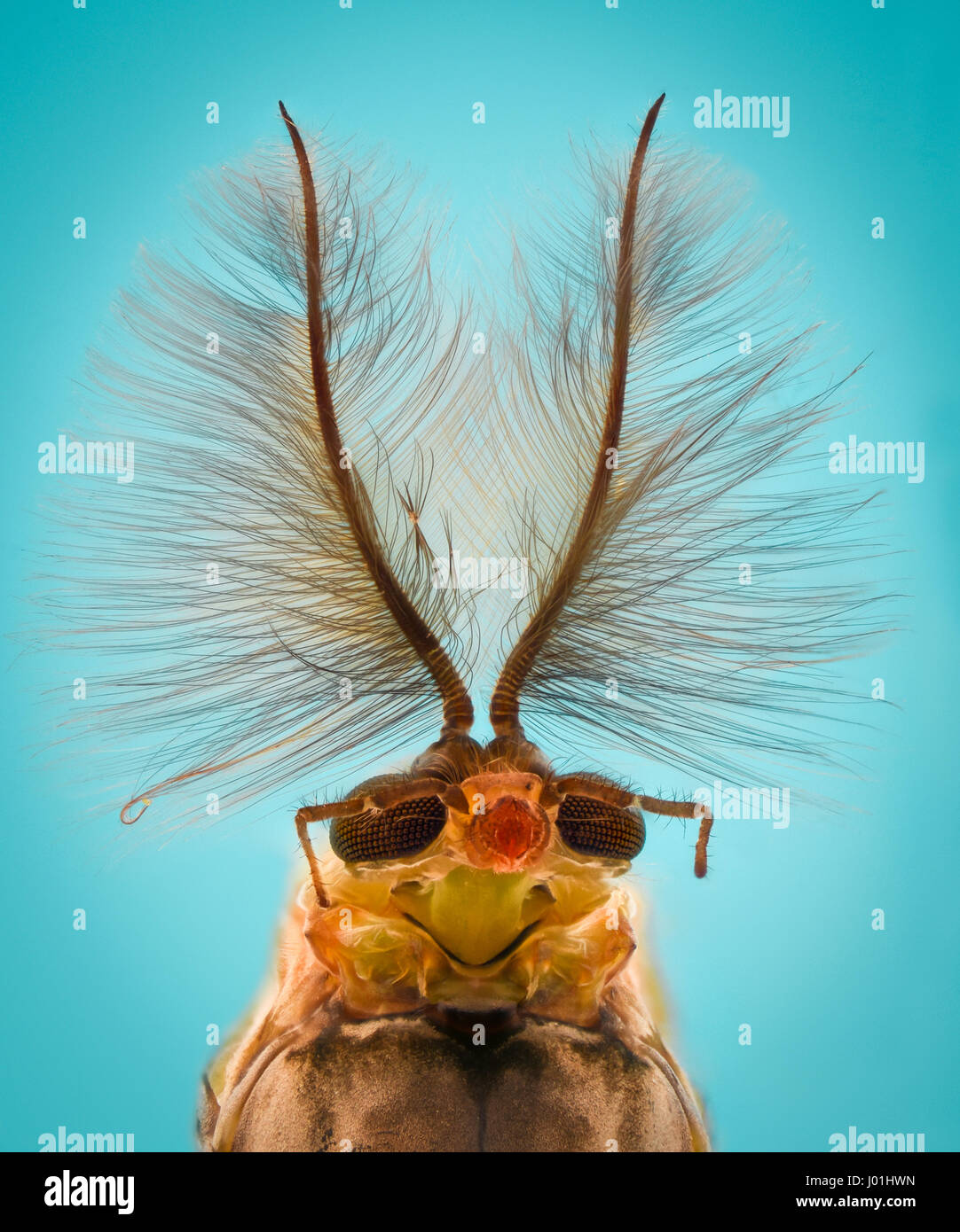 Extreme ingrandimento - Testa di zanzara, Chironomus, vista frontale Foto Stock