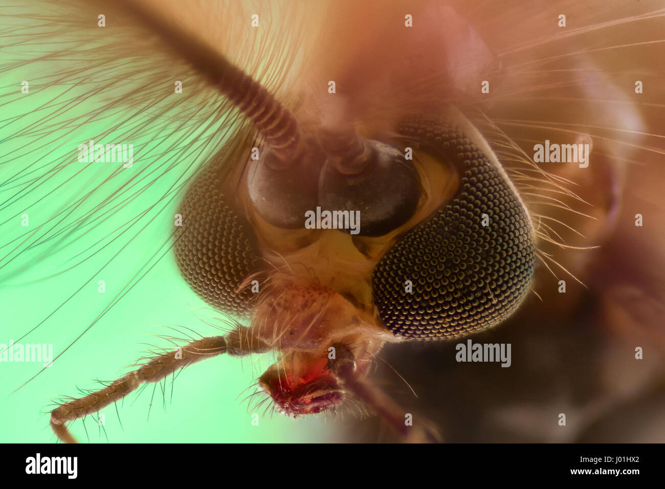 Extreme ingrandimento - Testa di zanzara, Chironomus, vista frontale Foto Stock
