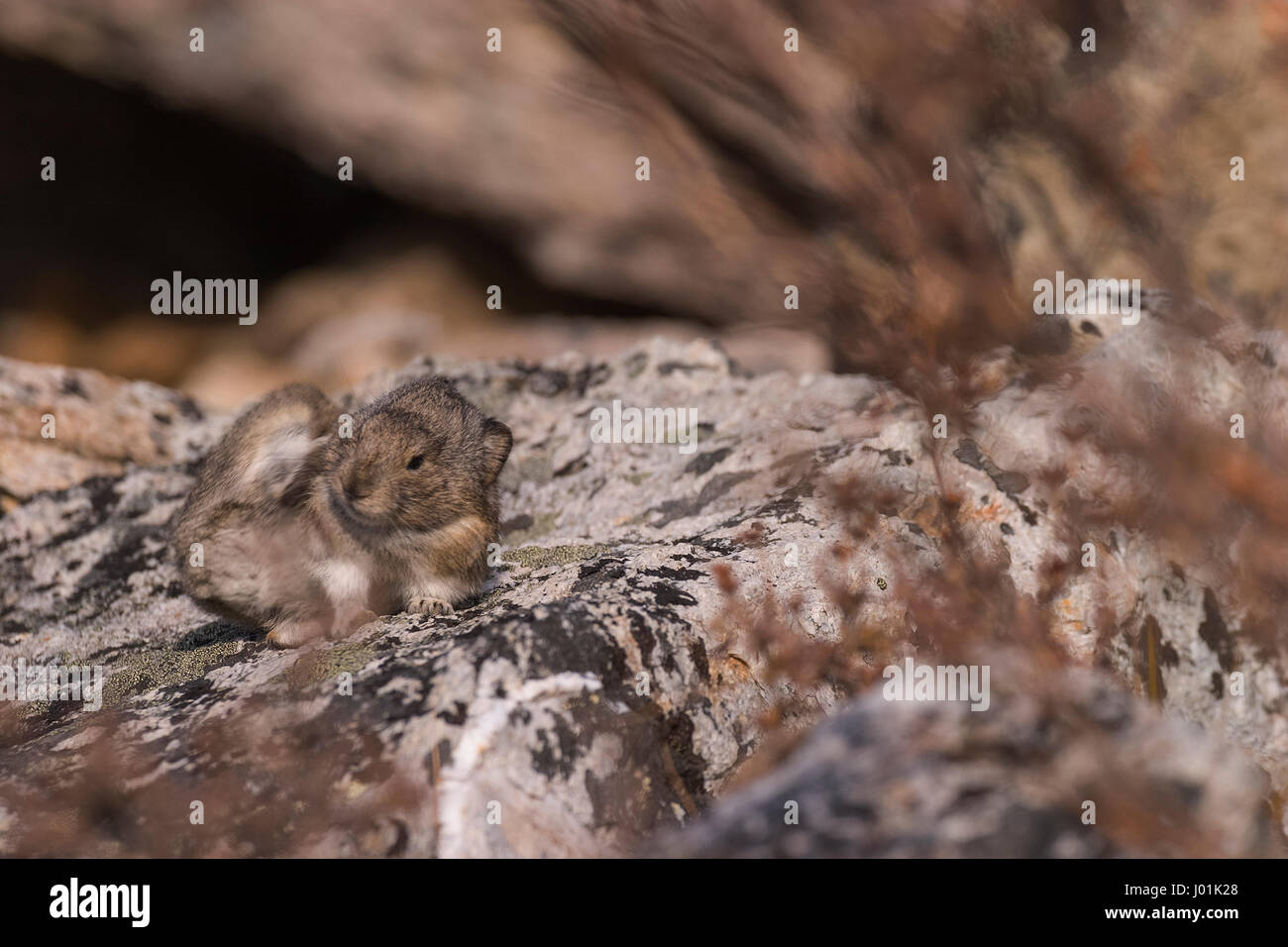 Acciuffato Pika (Ochotona collaris) arroccata su una roccia, graffiatura dietro il suo orecchio, fiume selvaggio, Parco Nazionale di Denali, AK, STATI UNITI D'AMERICA Foto Stock