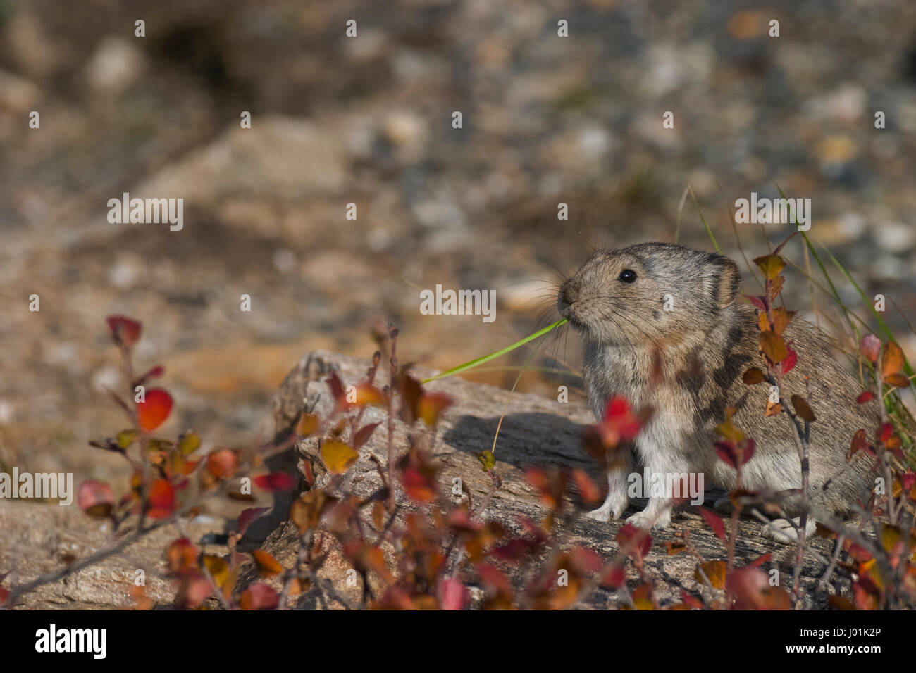 Acciuffato Pika (Ochotona collaris) arroccata su una roccia, mangiare erba, selvaggio fiume, Parco Nazionale di Denali, AK, STATI UNITI D'AMERICA Foto Stock