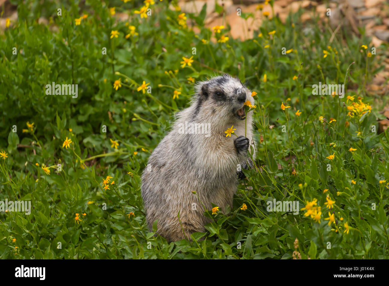 Annoso marmotta (Marmota caligata) mangiando un millefiori, Glacier NP, MT, STATI UNITI D'AMERICA Foto Stock