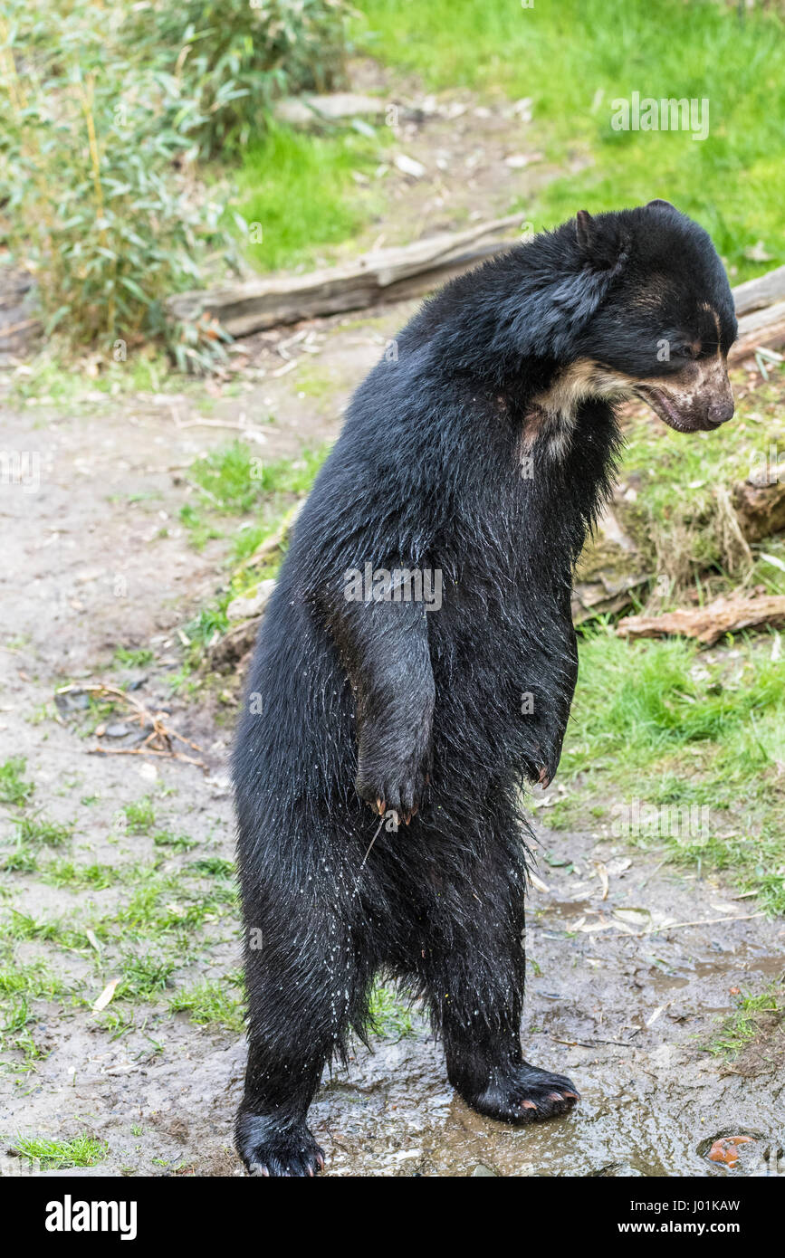 Unione black bear in piedi sulle zampe posteriori Foto Stock